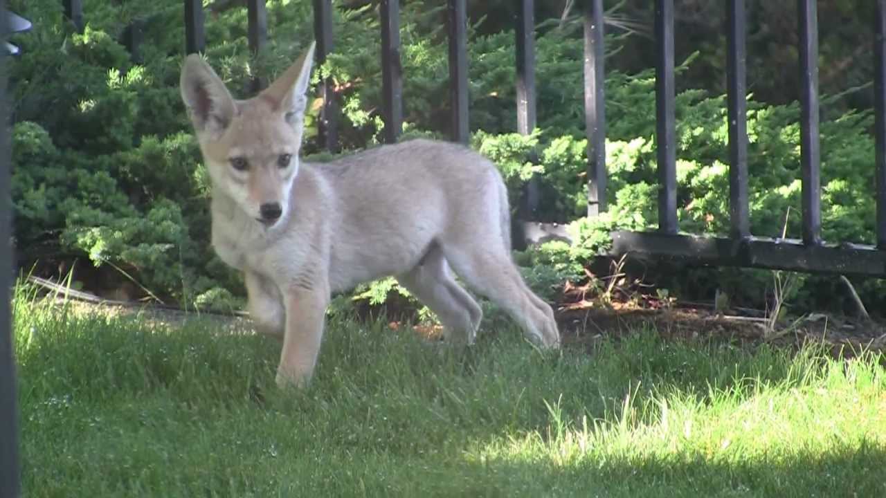 2012 Coyote Pup in Our Backyard
