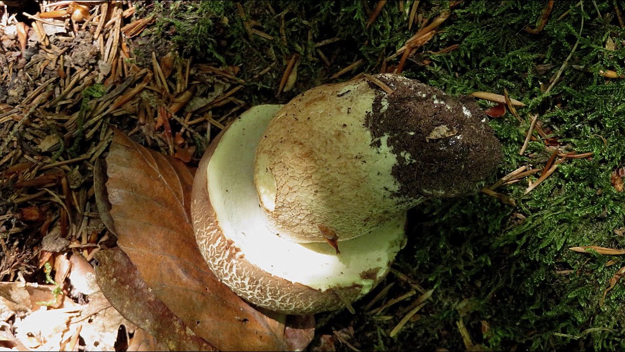 Großer Rundgang im Schönbuch -  24. Juni 2025 - Walking tour in Schönbuch