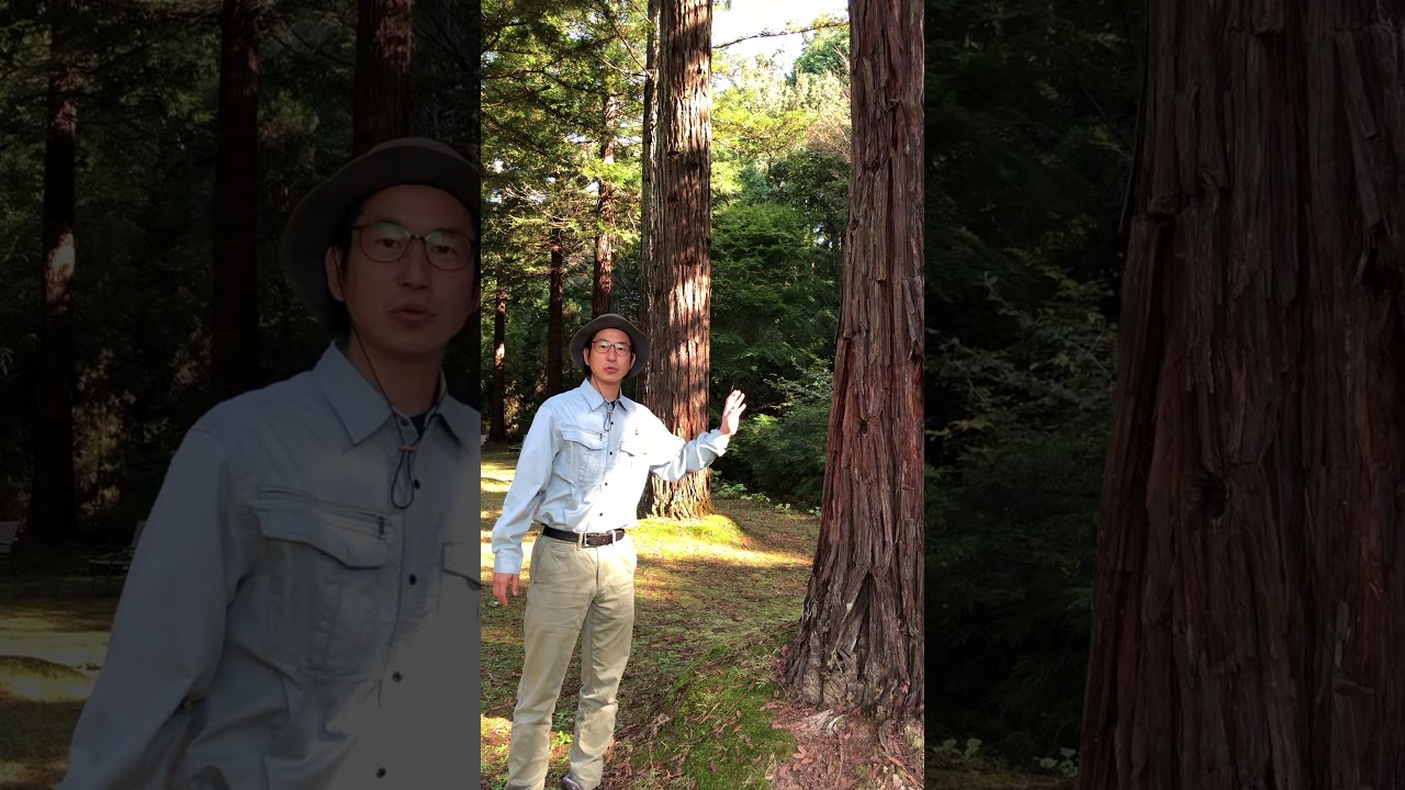 vol.01 レッドウッドのご紹介