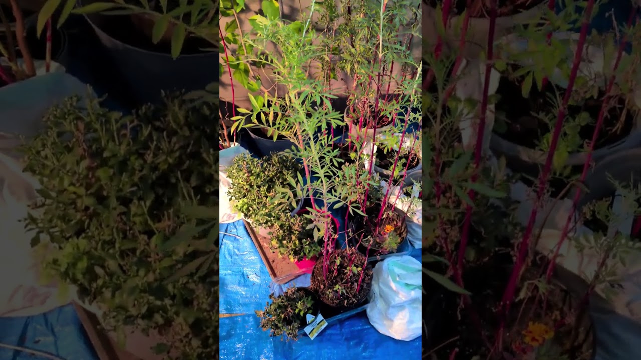 Winter Patio Garden Tour | Container Plants, Evergreens & Cozy Outdoor Space
