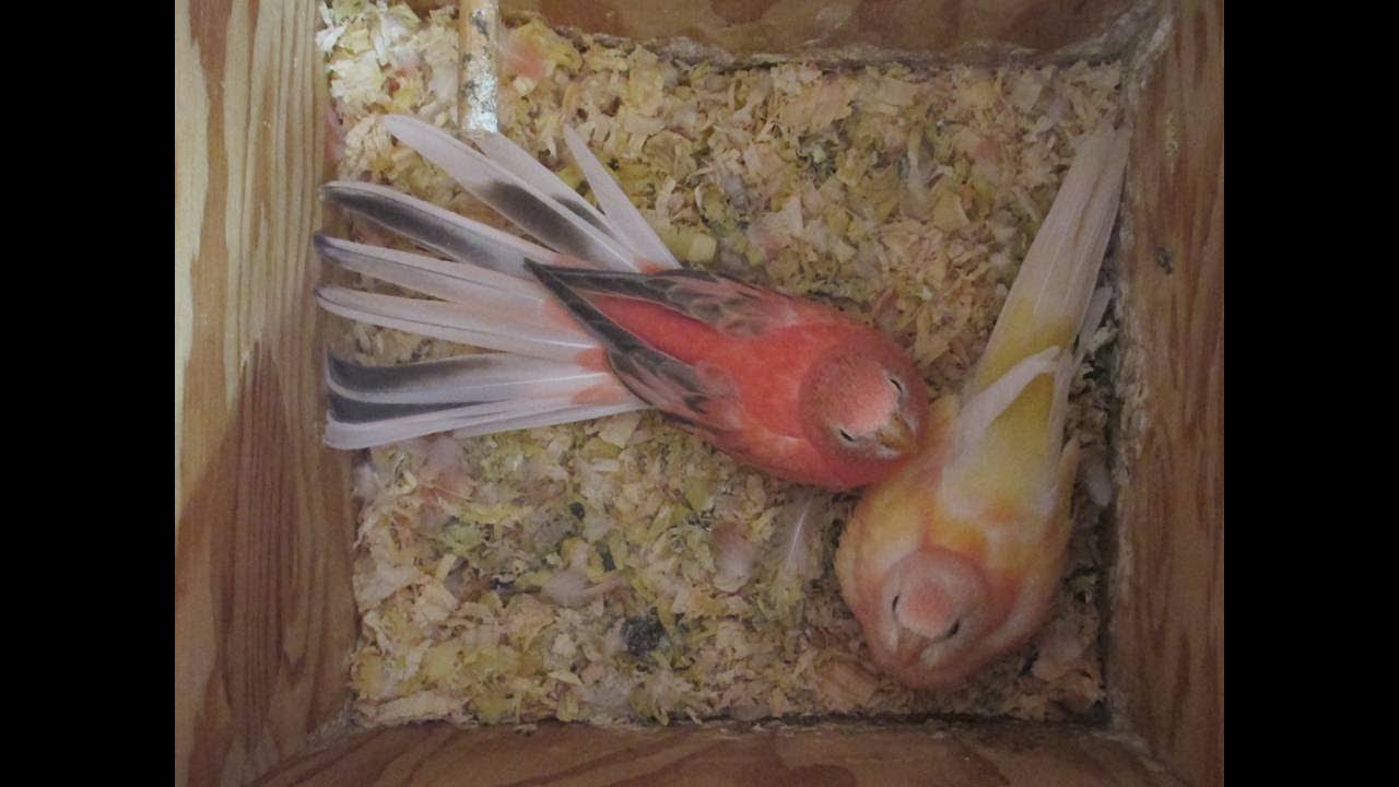 BABIES FROM FOUR BOURKE PARAKEET HENS, AUGUST 2023
