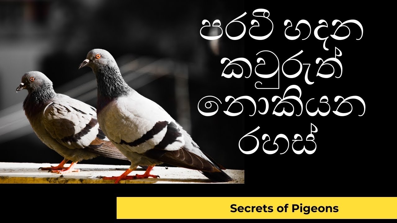 පරවියන් හදන කව්රුත් නොකියන රහස් | Secrets of Pigeon Owners