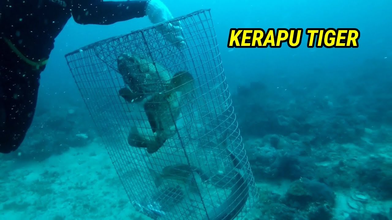 PASANG BUBU DAPAT KERAPU TIGER