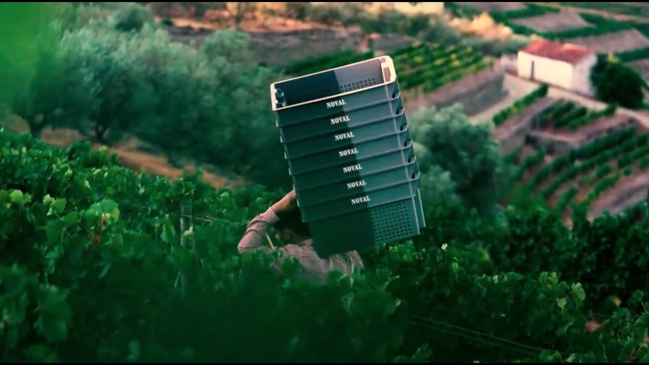 Quinta do Noval: Harvest 2022