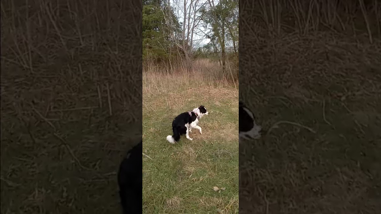 Border Collie trailing