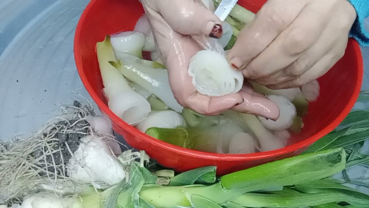 طريقه تخزين الكرات الأخضر ابو شوشه بكل سهولهhttps://youtube.com/@user-kn9qp5ez2c