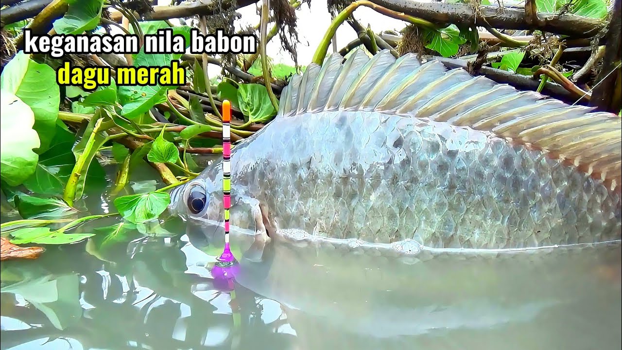 Luar biasa..!! spot liar ini di penuhi nila babon super, tarikannya bikin pemancing ketagihan 