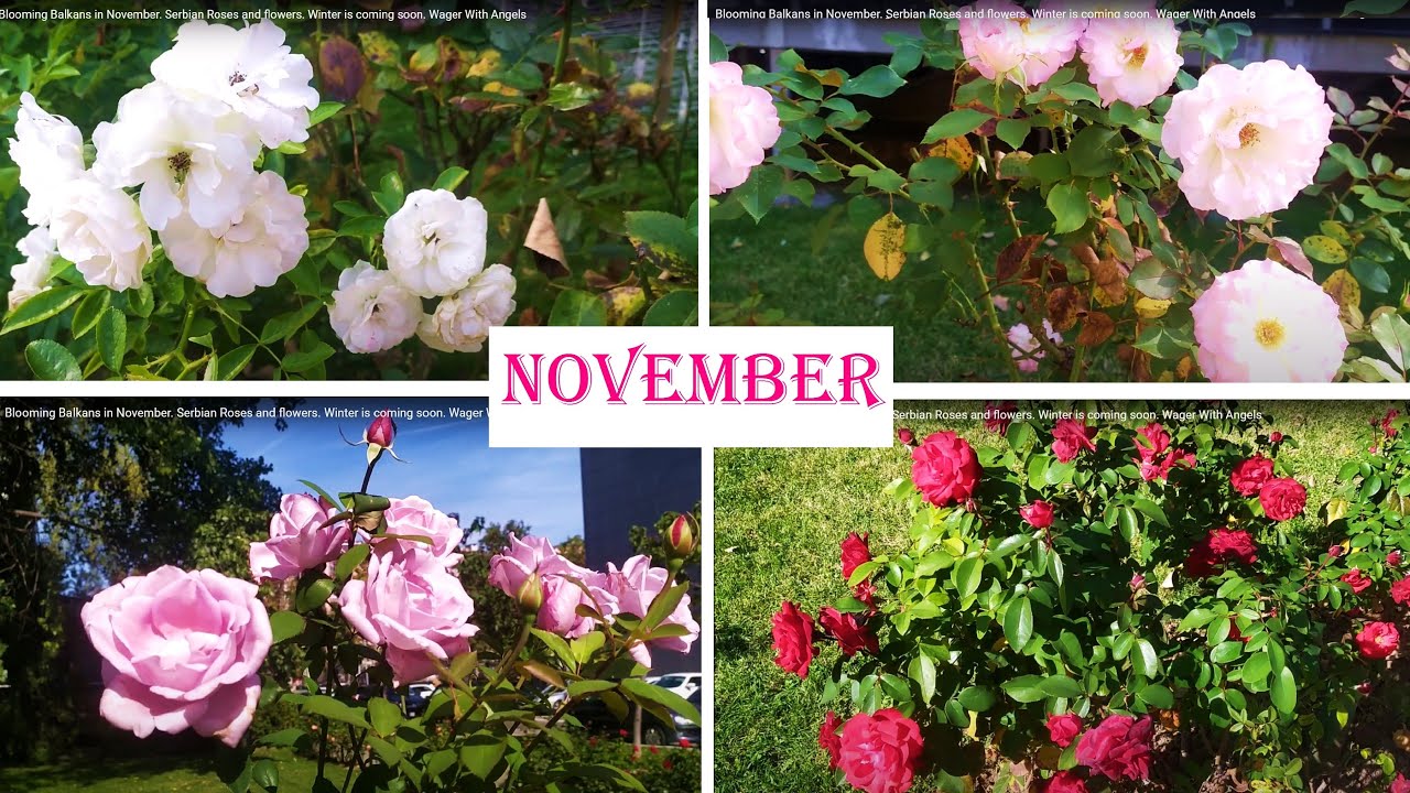 Blooming Balkans in November. Serbian Roses and flowers. Winter is coming soon. Wager With Angels
