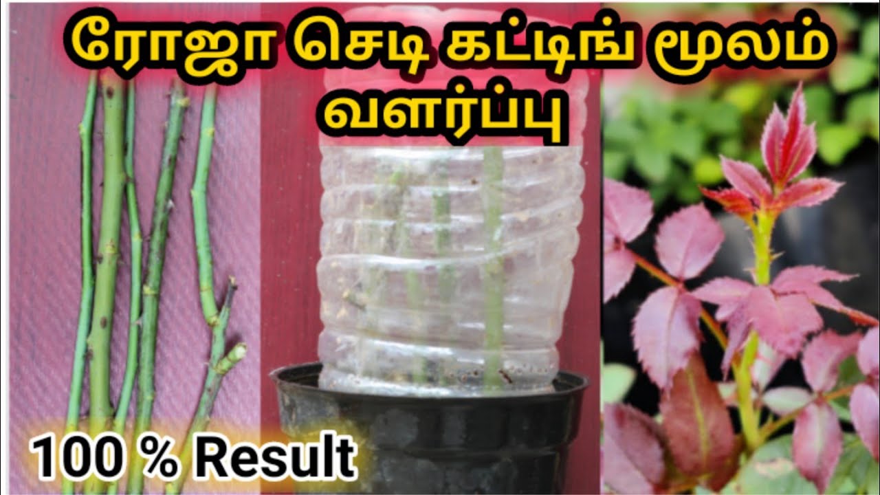 ரோஜா செடி கட்டிங் மூலம் வளர்ப்பு / Rose Plant Cuttings Propagation