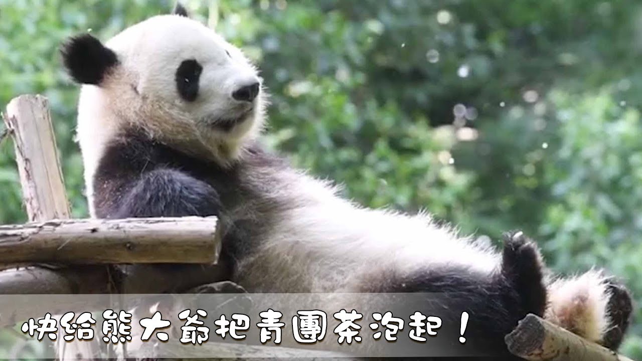 《熊貓早晚安》快給熊大爺把青團茶泡起！| iPanda