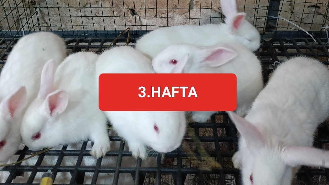 DOĞUMDAN DAMIZLIĞA YENİ ZELANDA TAVŞANI 3. HAFTA!! #tavşanlar #tavşan #tavsan #bunny
