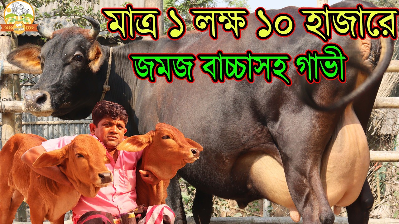 মাত্র ১ লক্ষ ১০ হাজারে জমজ বাচ্চাসহ দুধের গাভী । জাকির ভাইয়ের জীবনে সবচেয়ে কম মাংসের দামে গাভী