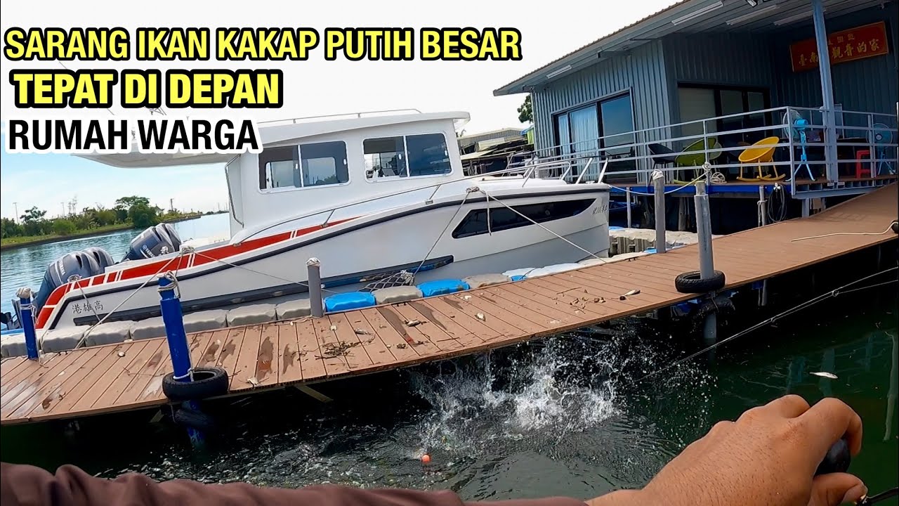 GAK MASUK AKAL‼️DEPAN RUMAH WARGA JADI SARANG IKAN KAKAP PUTIH BESAR UMPAN TURUN LANGSUNG DI SAMBAR 