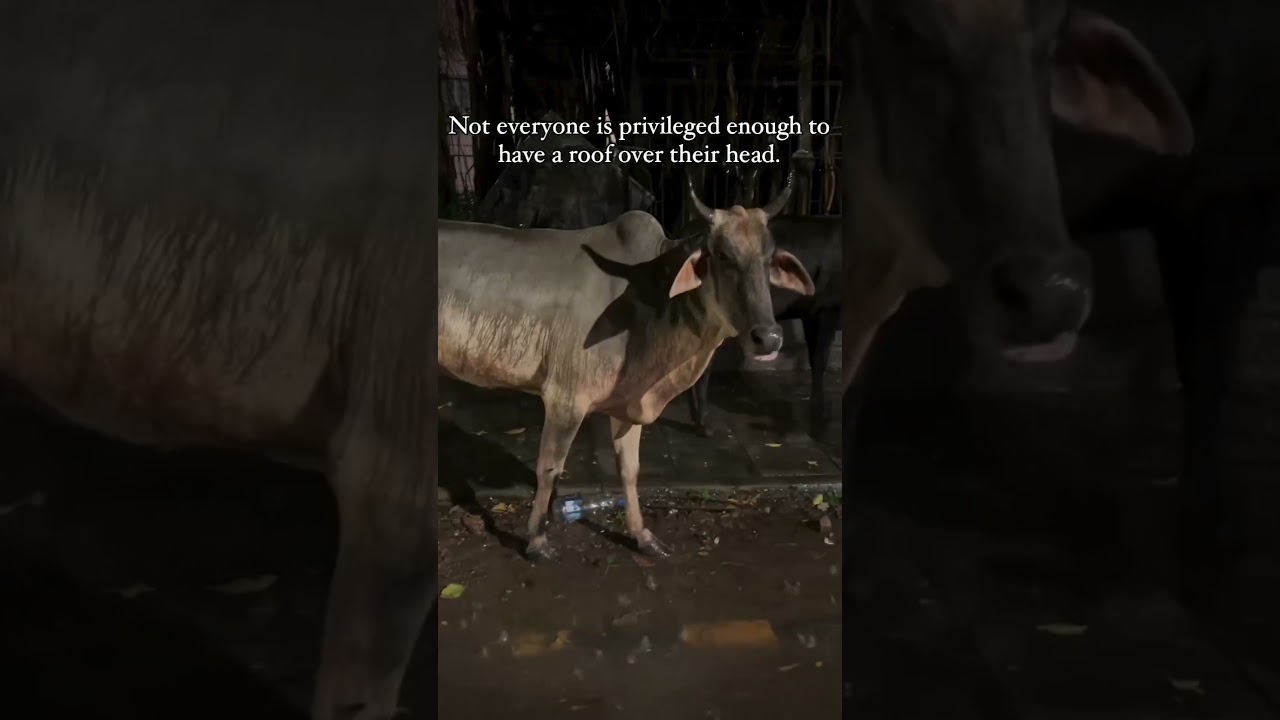 please be kind 🙏 #bekindtoanimals #viralvideo #funny #viralvideo #doglover #lovedogs #dogs #love