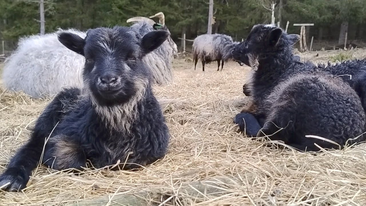 Dog tv, slow tv, Lambs days old + sheep, playing, jumping, eating and sleeping. Relaxing background
