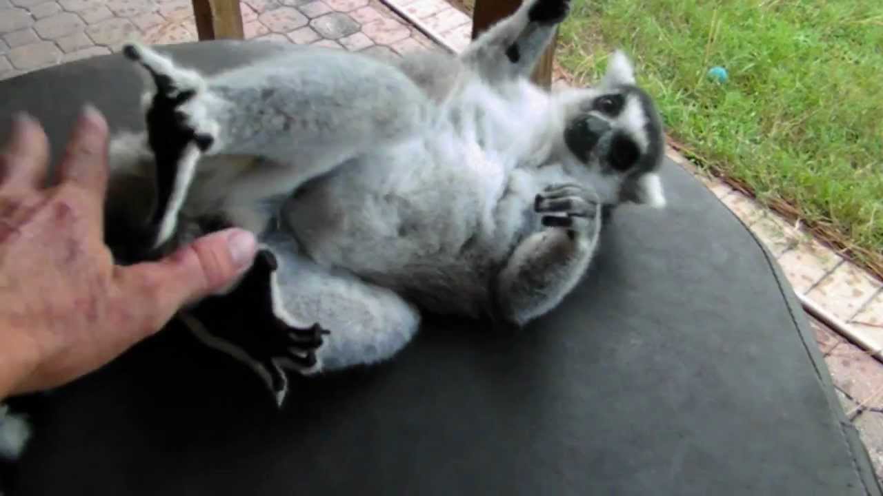 Ringtailed lemur  loves  to be pet