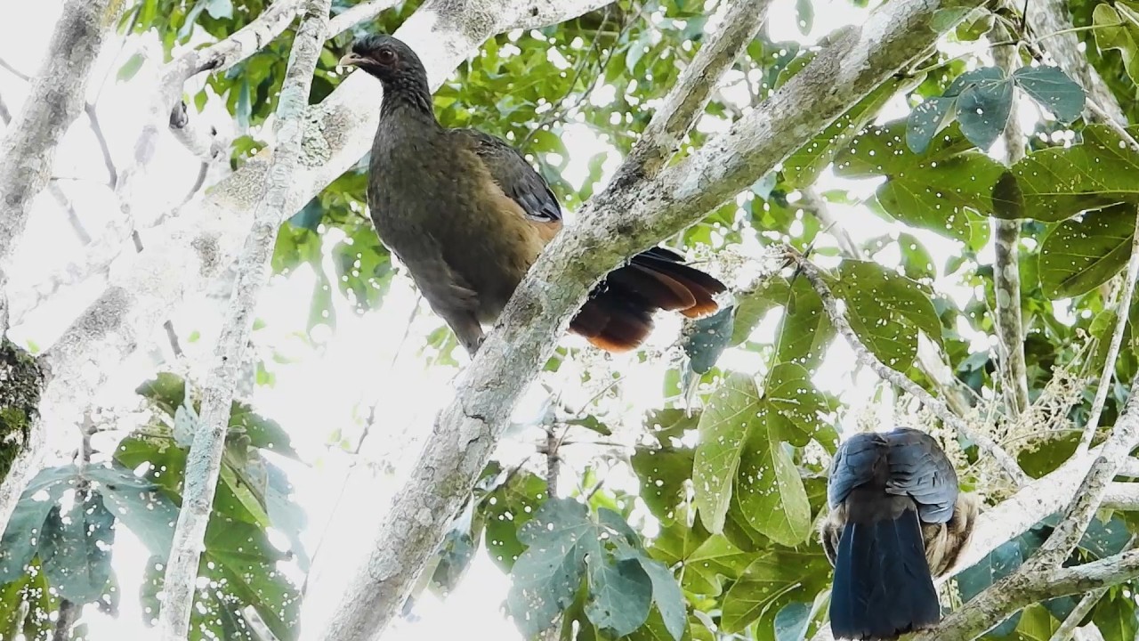 Aracuã-do-pantanal: Casal Chamando! (Ortalis canicollis), Chaco Chachalaca, Charata, Aranquã, Araquã