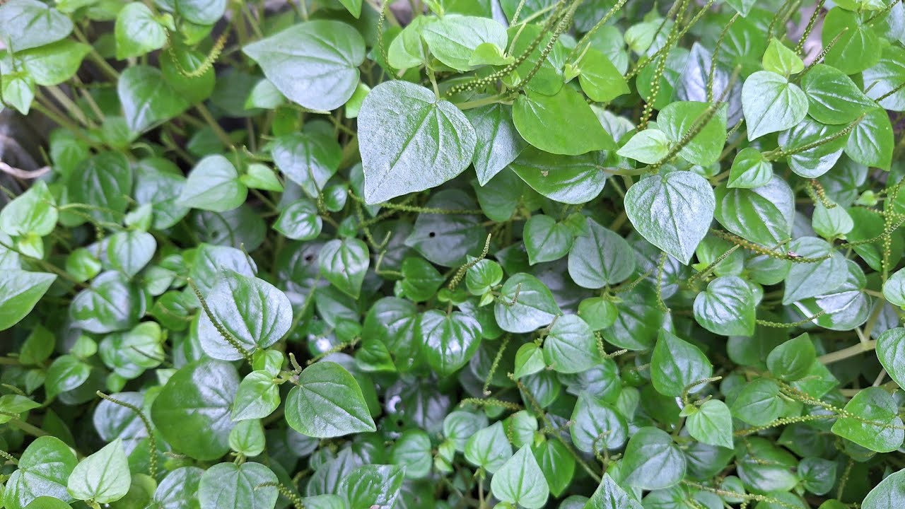 Chia sẻ cách trồng rau càng cua đơn giản ít chăm sóc mà vẫn lên tươi xanh như mạ !