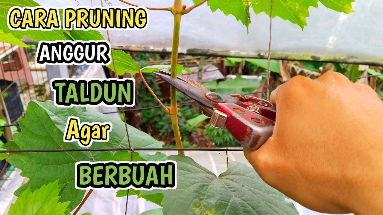 Cara Pruning Anggur TALDUN Agar Berbuah Lebat‼️