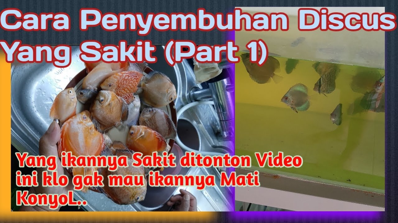 Cara Pengobatan Penyakit Eksternal Ikan Discus (Part 1)