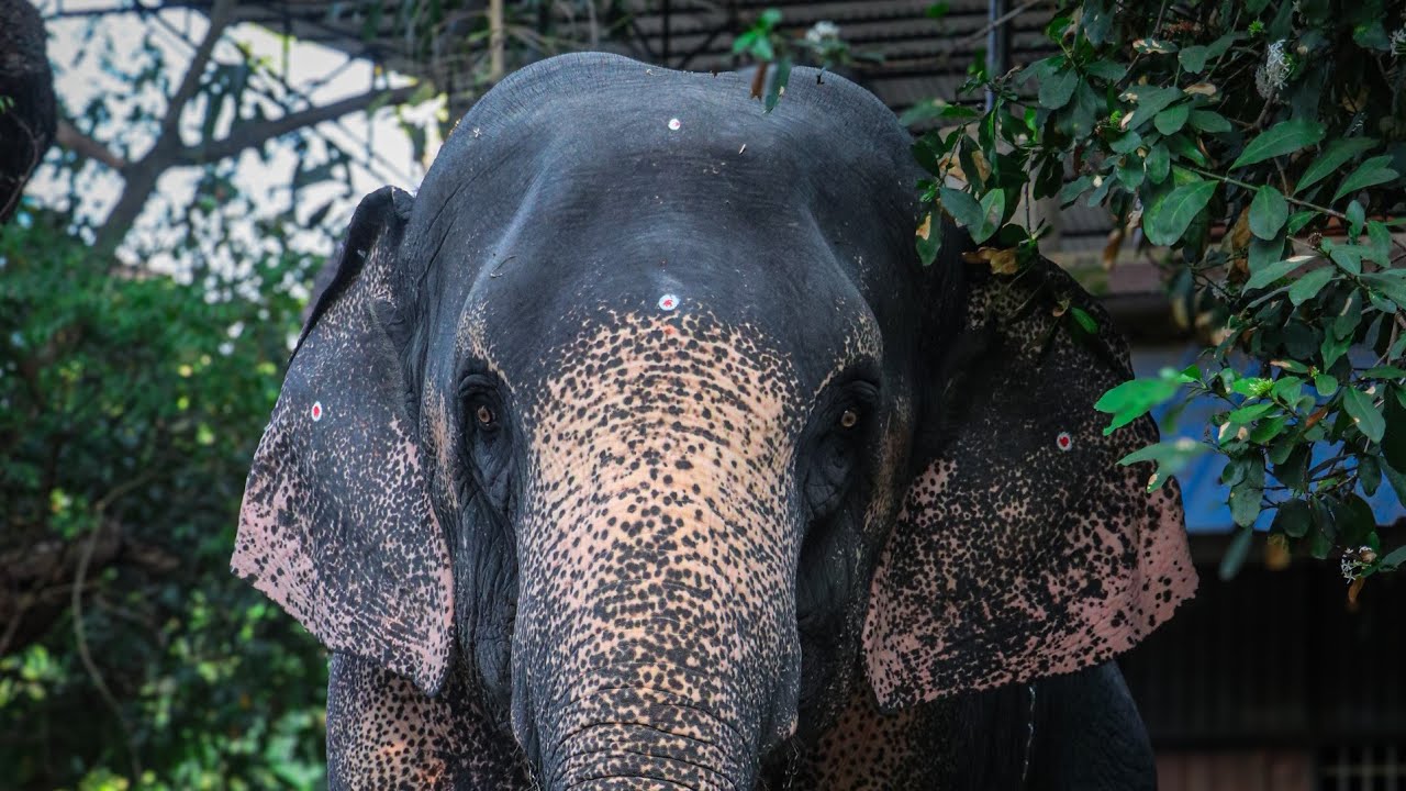 ചെട്ടികുളങ്ങര ദേവിയെ ശിരസ്സിലേറ്റി പത്മനാഭ സ്വാമി ക്ഷേത്രത്തിലെ ആന 😍❤️ മതിലകം സുദർശന ❤️ Elephants 