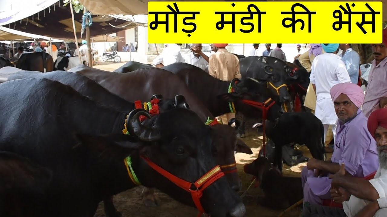 Murrah Buffalo from Maur Mandi Punjab