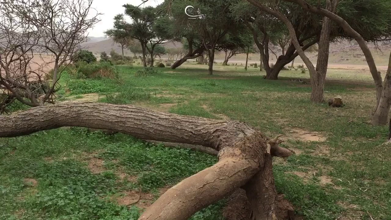 ربيع جنوب حايل الخميس ١٤٤٠/٤/٢٠هـ