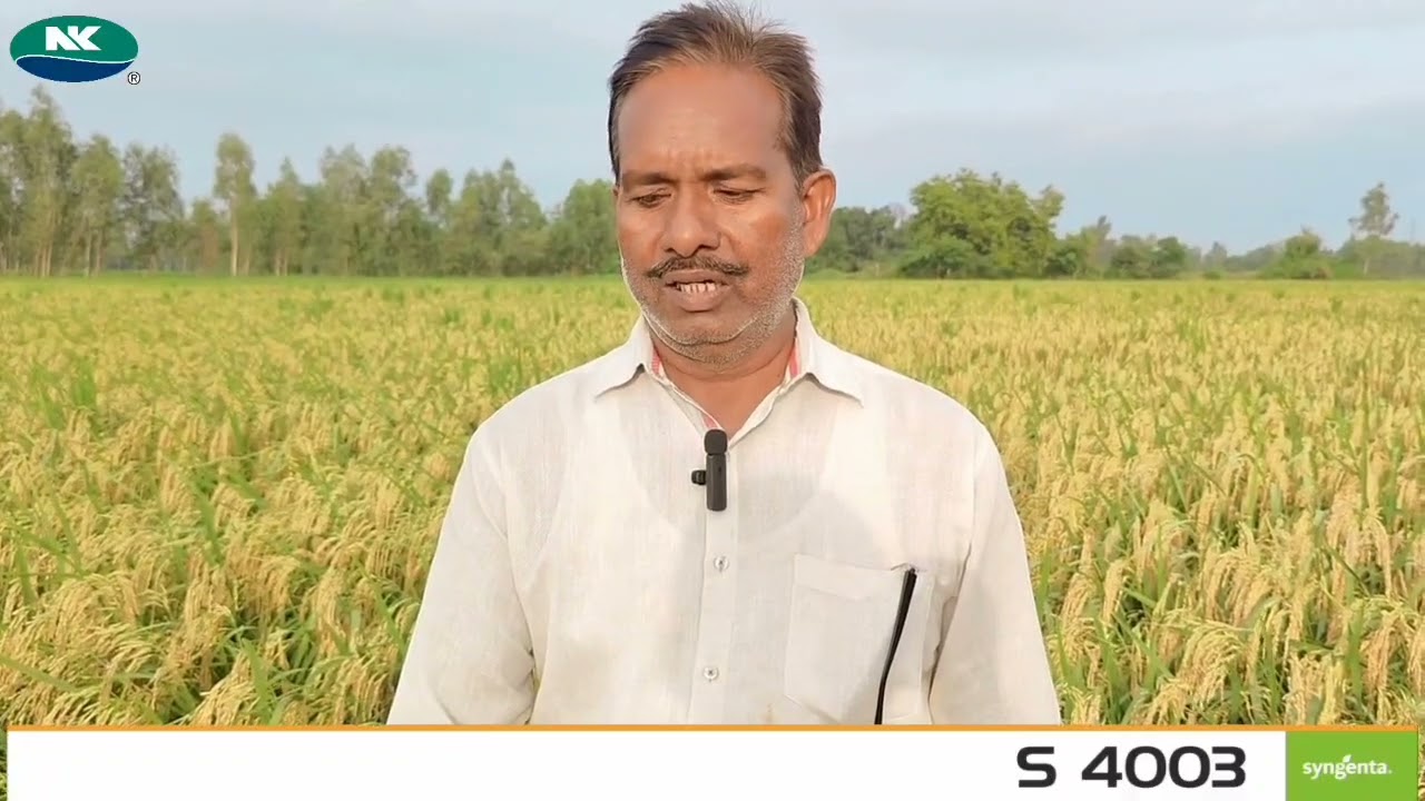 S4003 लम्बी बाली ज्यादा धान, खुलेगी किस्मत बढेगा मान ! | Syngenta