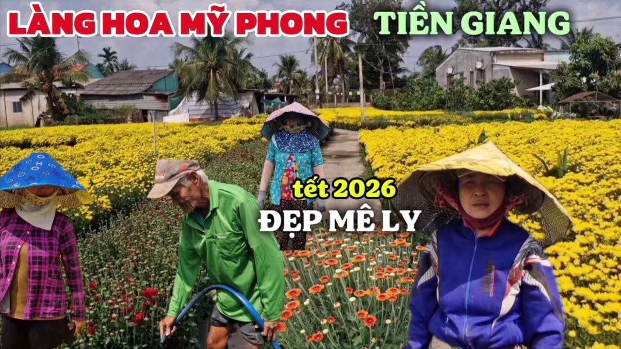 TẾT 2026 LÀNG HOA MỸ PHONG TIỀN GIANG MỸ THO HÉ LỘ NHIỀU LOẠI HOA NỞ ĐẸP MÊ LY 