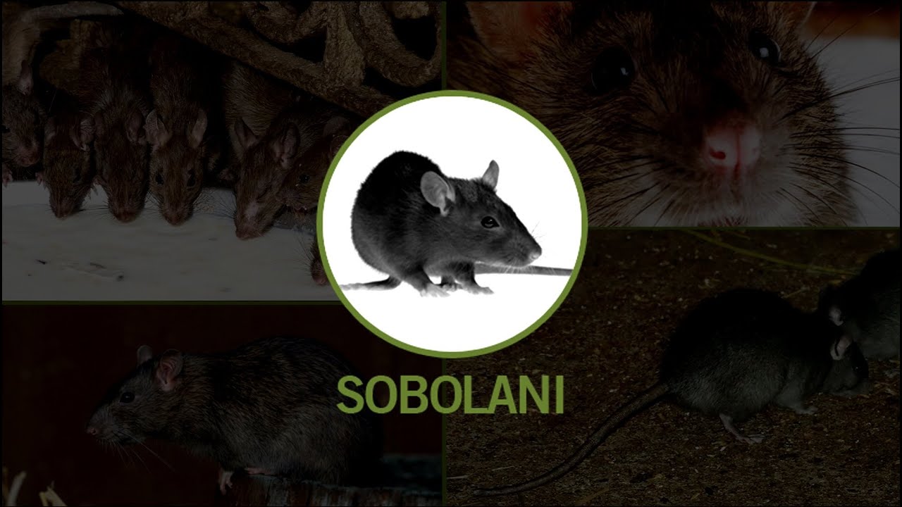 Deratizare sobolani, capcane, otrava, scapa de