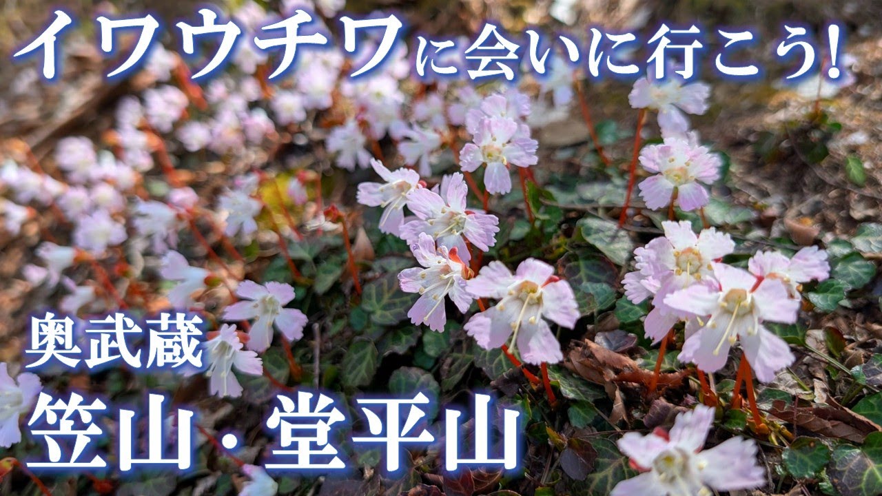 イワウチワに会いに行こう！【奥武蔵 笠山＆堂平山】イワウチワと春の花がいっぱいのソロ登山（2025/4/19）