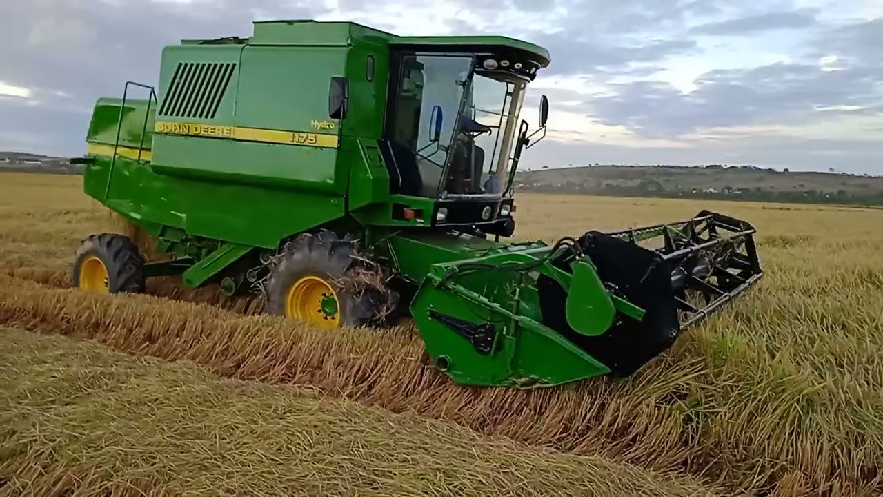 Colheita de arroz 🌾 agropecuária Ipiranga Alagoas.... 