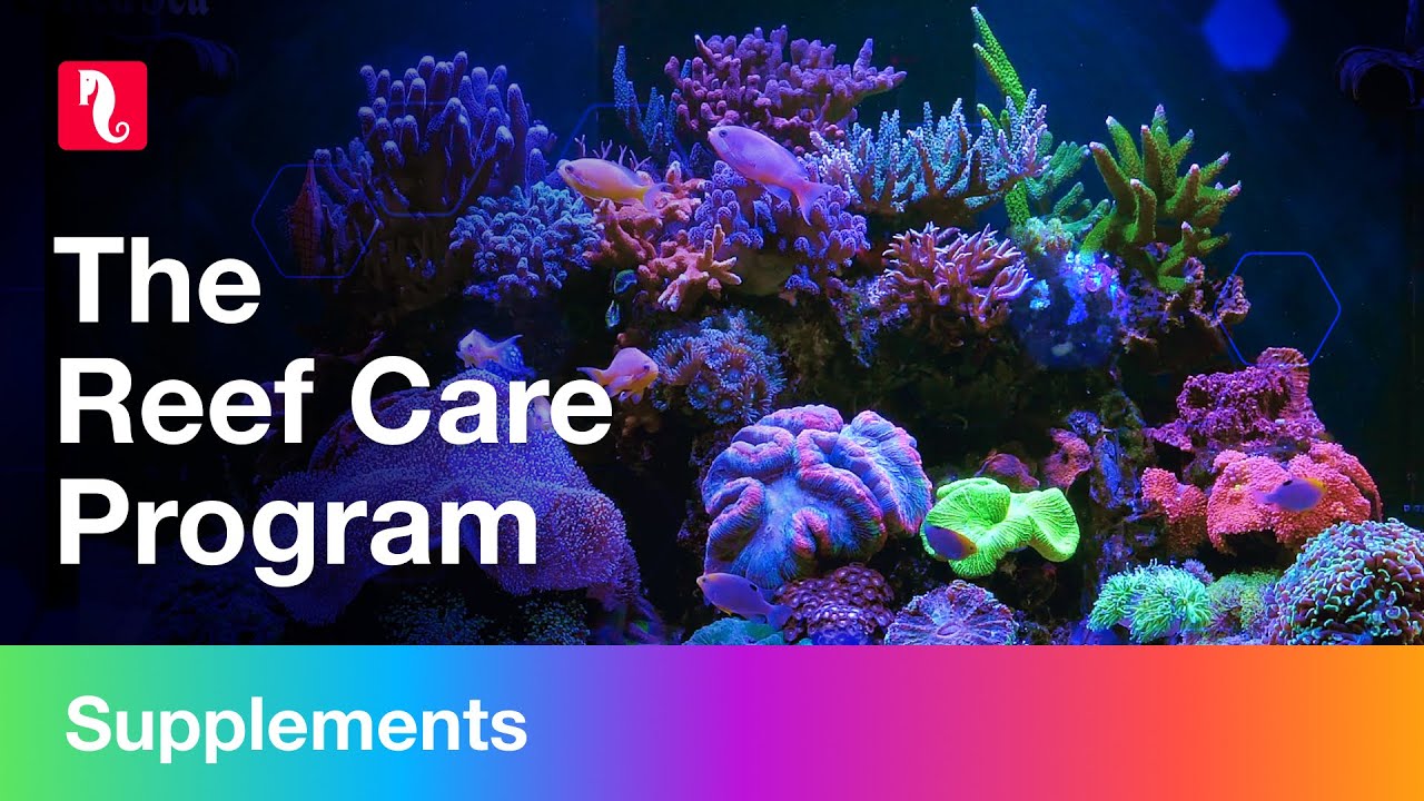 Reef Care Program Red Sea