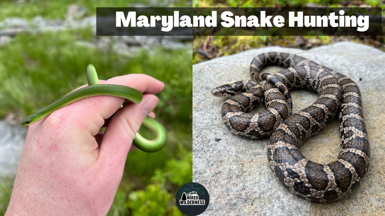 11 Species of Snakes in One Day! Epic Western Maryland Herping! Milksnakes, Greensnakes, and More!