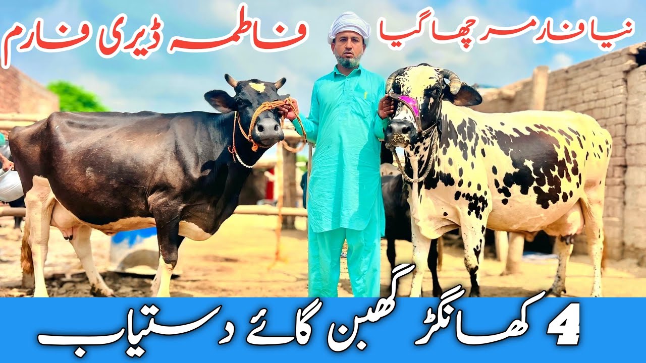 New Farmer | Australian Friesian cows Khanger | Khanger cows | Buffalo | Khanger bhance