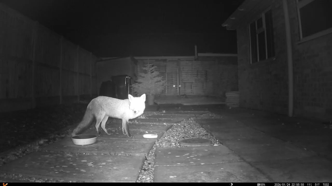 20260125 Fox