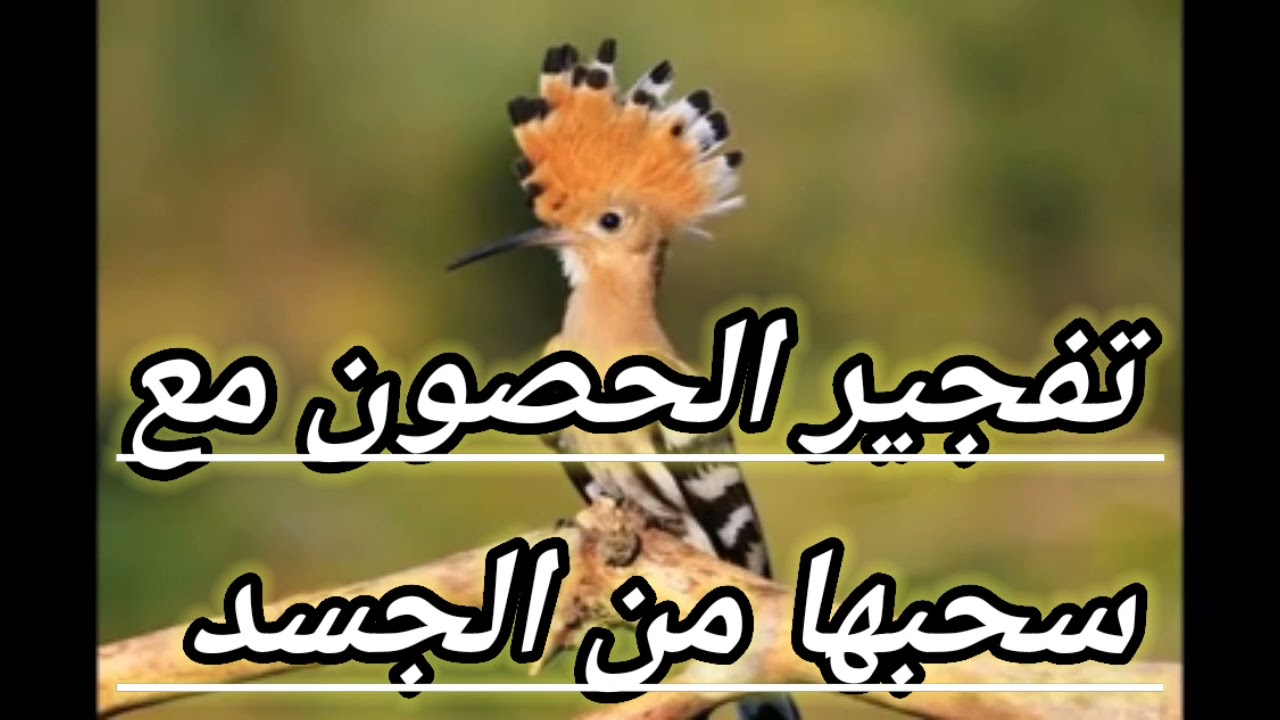 🛑تفجير الحصون 🛡ودك الدروع ⚔️ونسف السلاسل 💥بسورة النمل 🐜