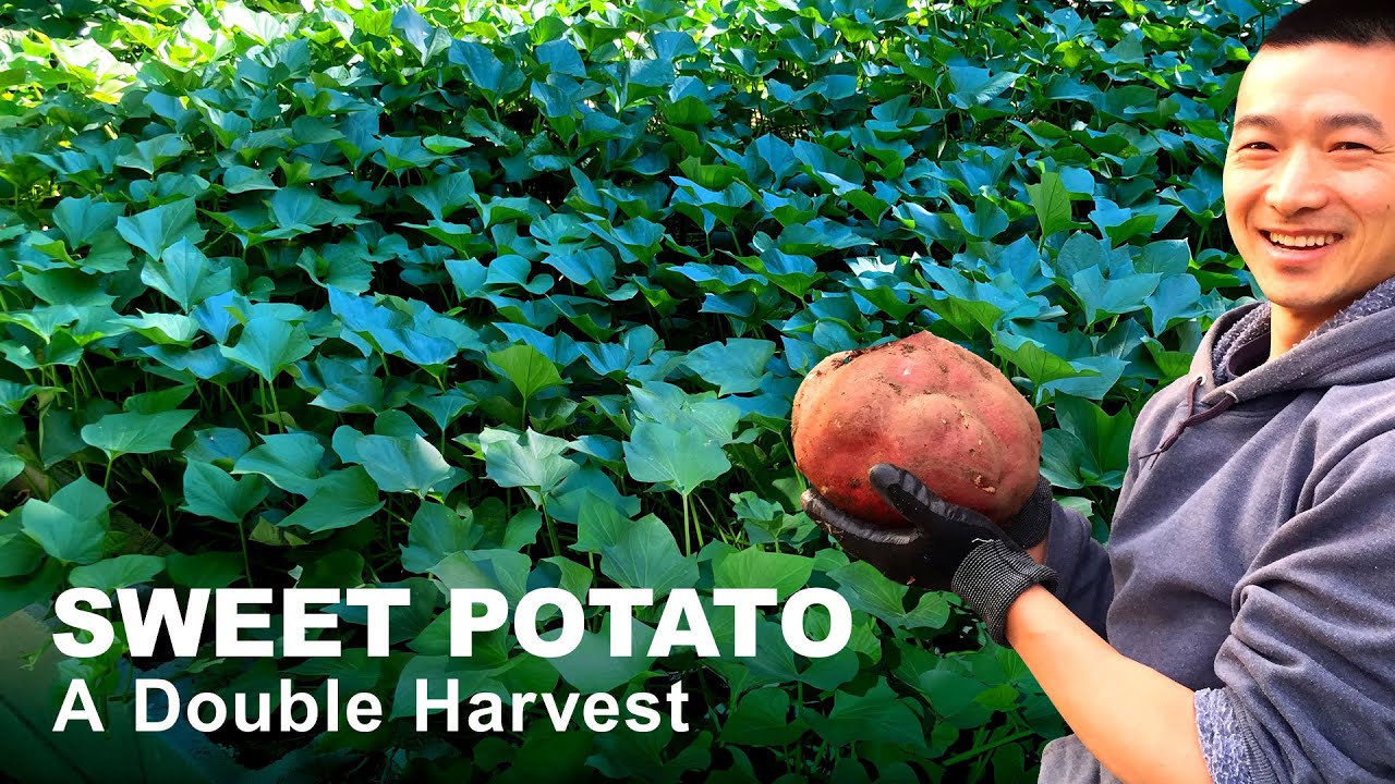 Sweet Potato — A Double Harvest