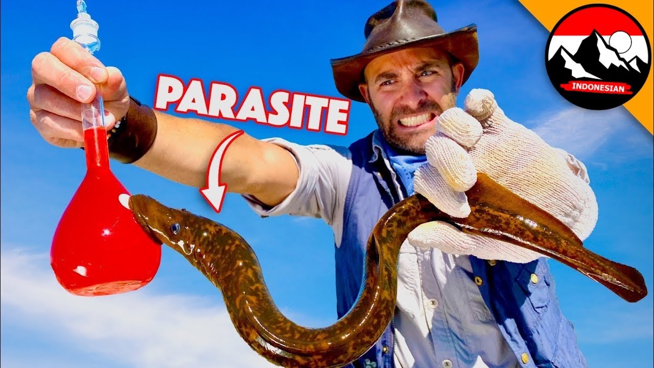Lamprey laut 🥴 Parasit terbesar DI ALAM! Menyelam ke dalam akuarium bersama lamprey