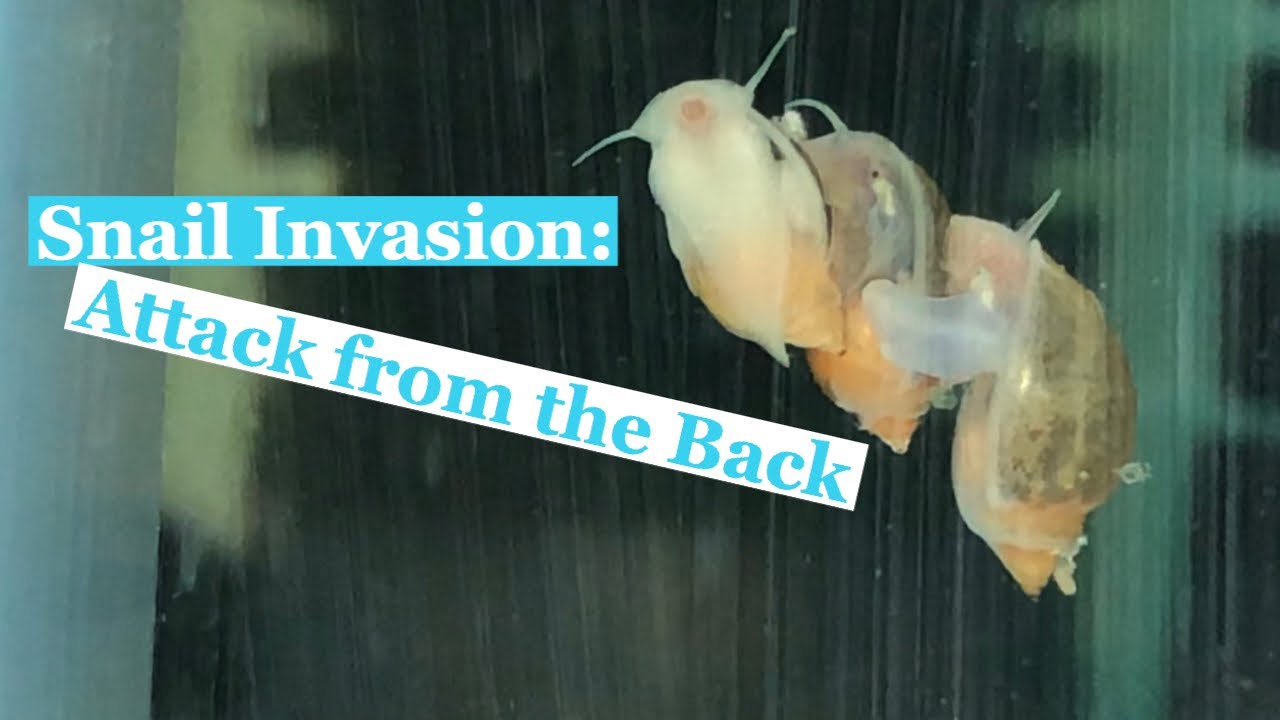 Snail Invasion: Attack from the Back