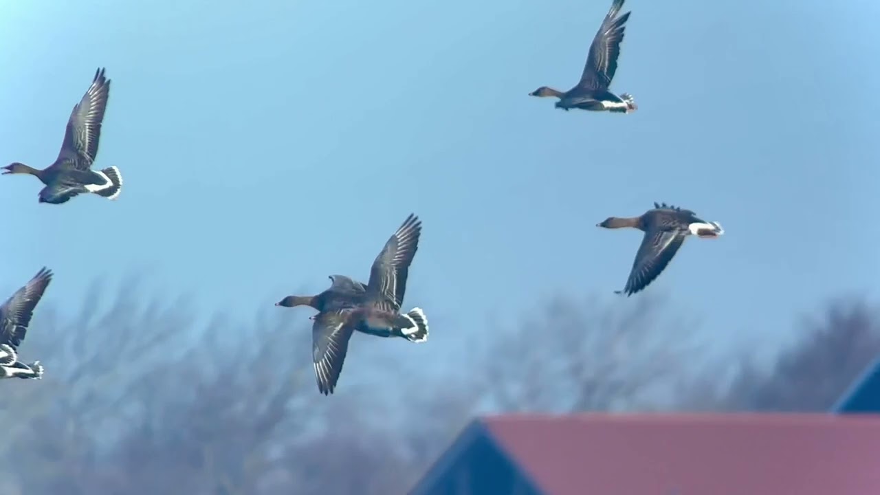 Oie des moissons, Tundra geese, Anser rossicus, Serooskerke, NL, janvier 2024