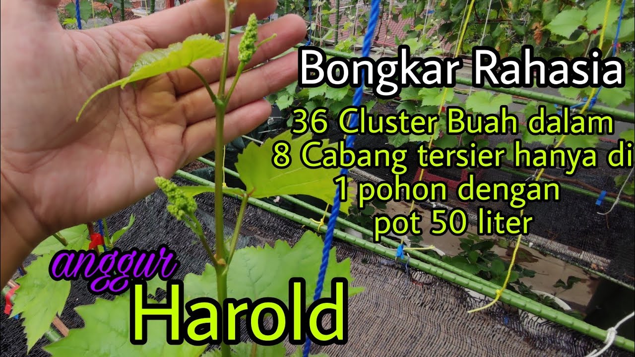 Anggur Harold | Part 1| Pruning Pembuahan