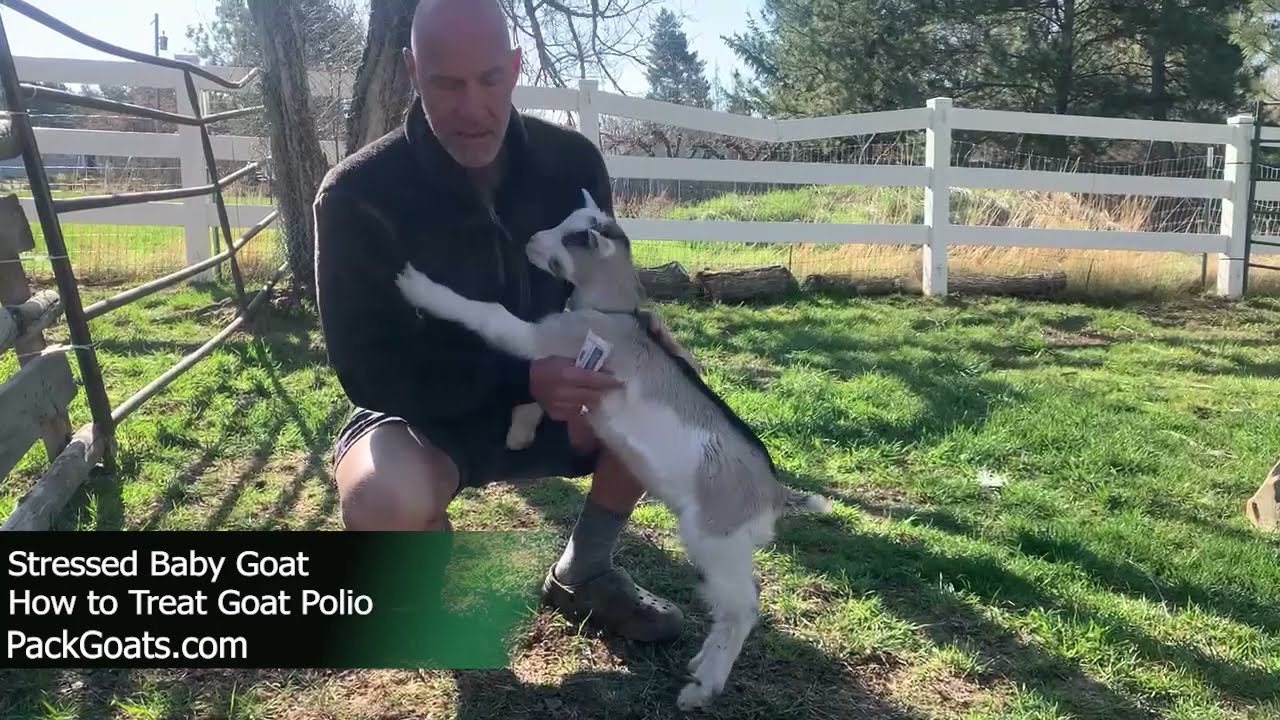 Stressed Baby Goat & How to Treat Goat Polio