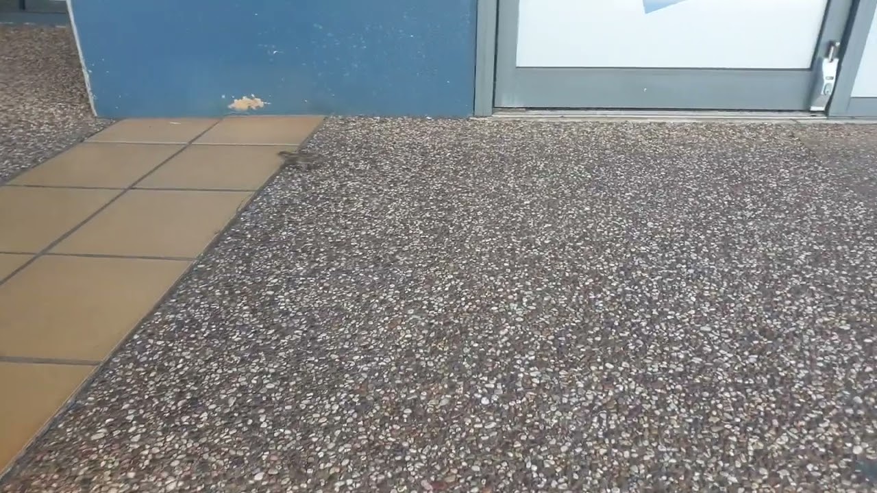Eurasian House sparrow - Passer domesticus