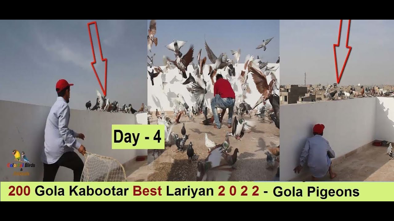 200 Gola Kabootar Best Lariyan 2022 - Gola Pigeons LOFT in Pakistan - Day - 4
