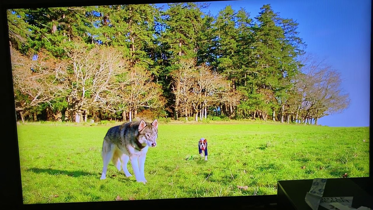 Pup Academy Morgan and Spark bond!