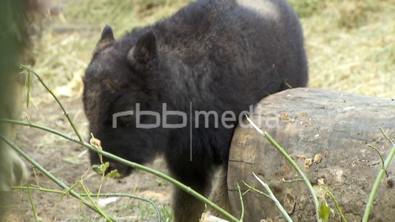 Musk ox calf rubbing on a stone, 2015