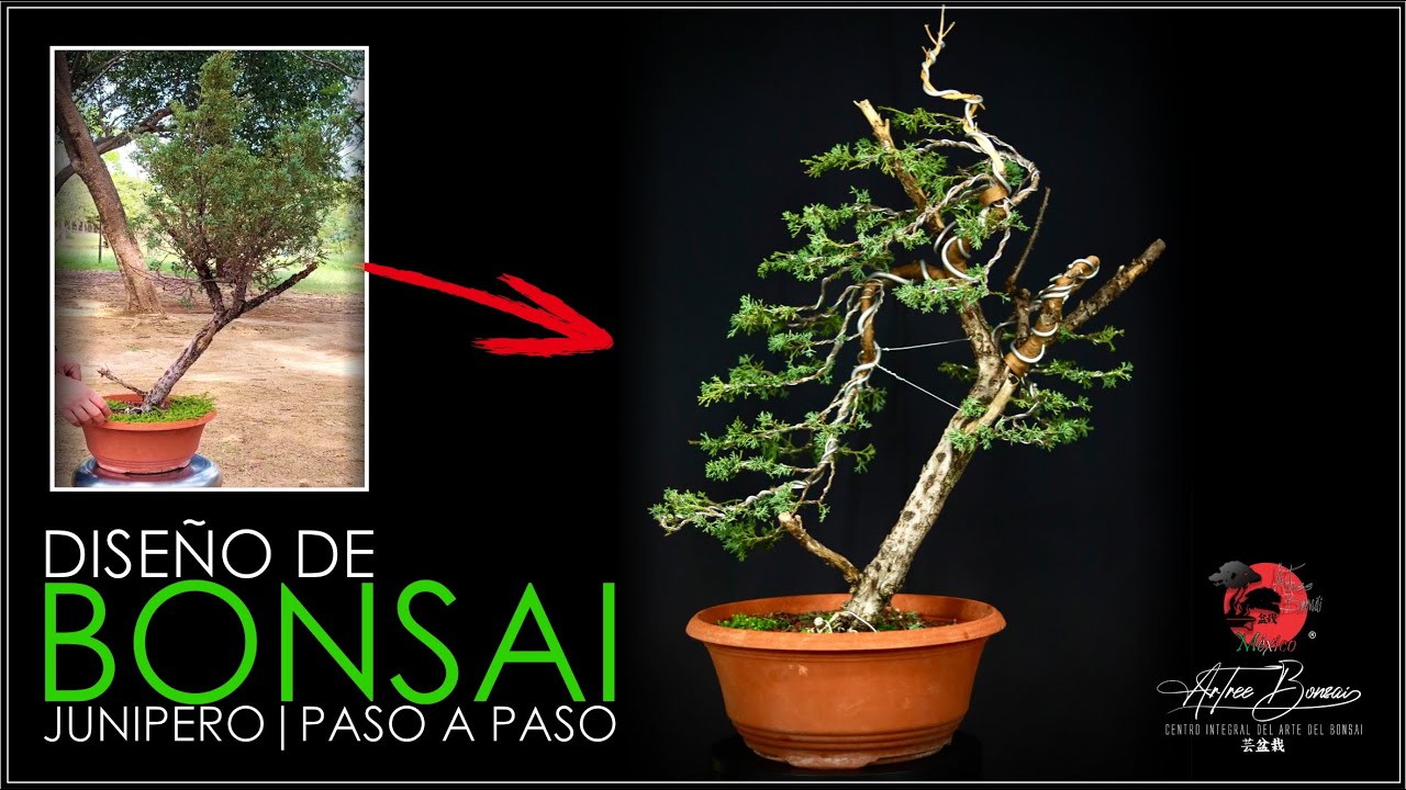 🌳 DISEÑO de BONSAI ESTILO INCLINADO | Proceso completo de 3 Meses