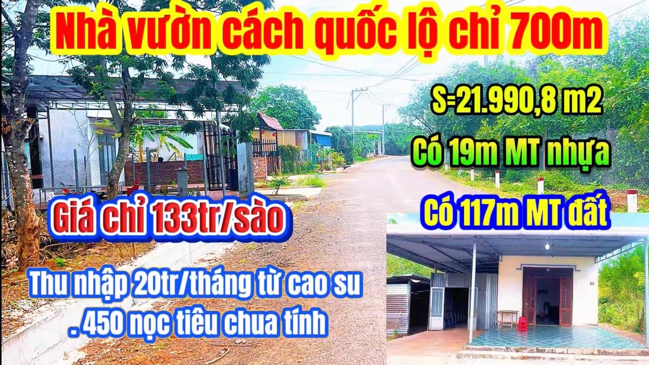 617🌹 nhà vườn 2 mặt tiền cách quốc lộ 13 700m thu nhập 20tr/tháng từ cao su . 450 nọc tiêu chưa tính