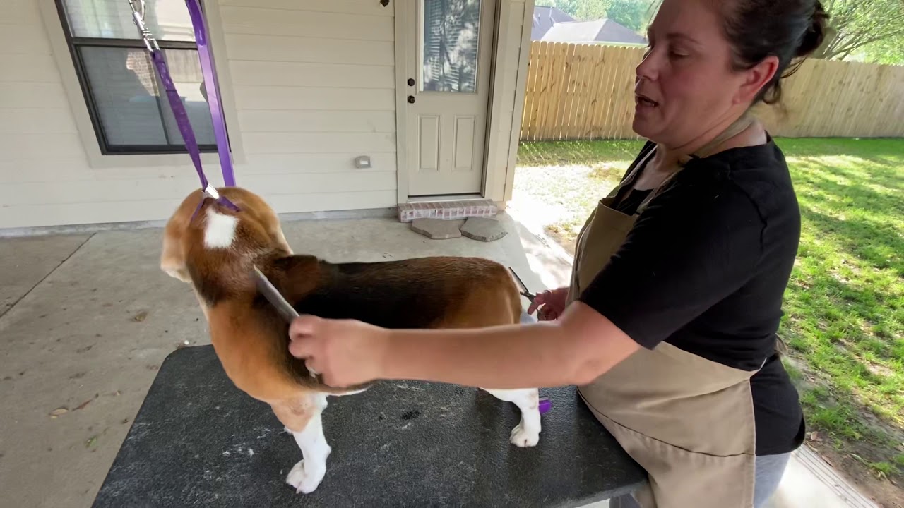 Beagle show grooming 101 part 2